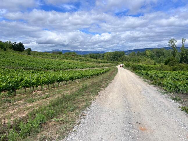 French Way (Leon - Sarria)