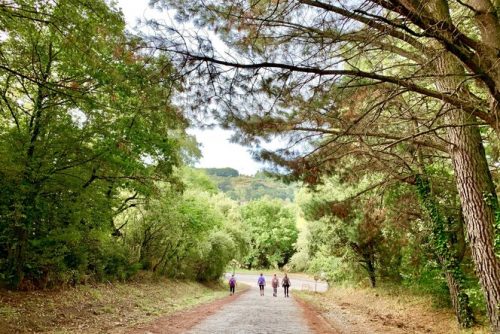 French Way - Leaving Sarria
