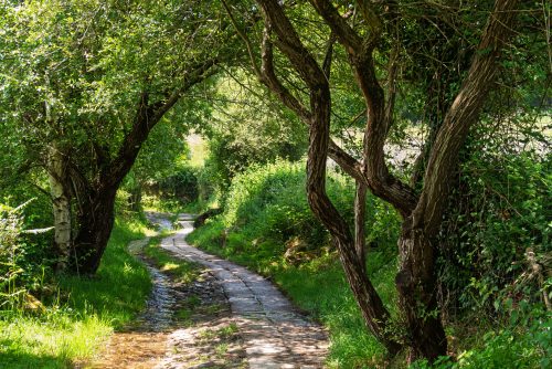 Camino Trail Scenic Galician countryside along the Camino de Santiago