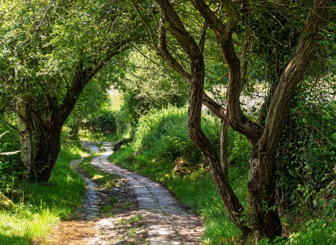 Camino Trail Scenic Galician countryside along the Camino de Santiago
